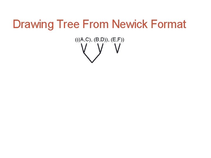 Drawing Tree From Newick Format (((A, C), (B, D)), (E, F)) 