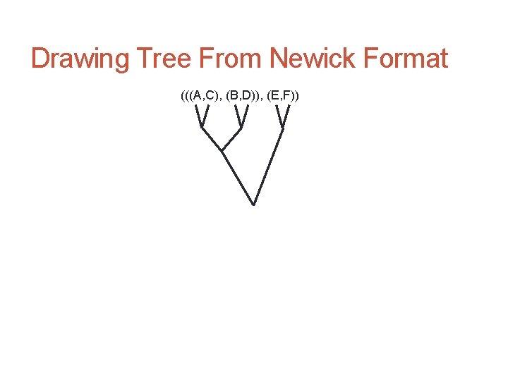 Drawing Tree From Newick Format (((A, C), (B, D)), (E, F)) 