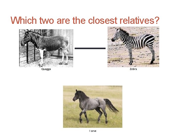 Which two are the closest relatives? 