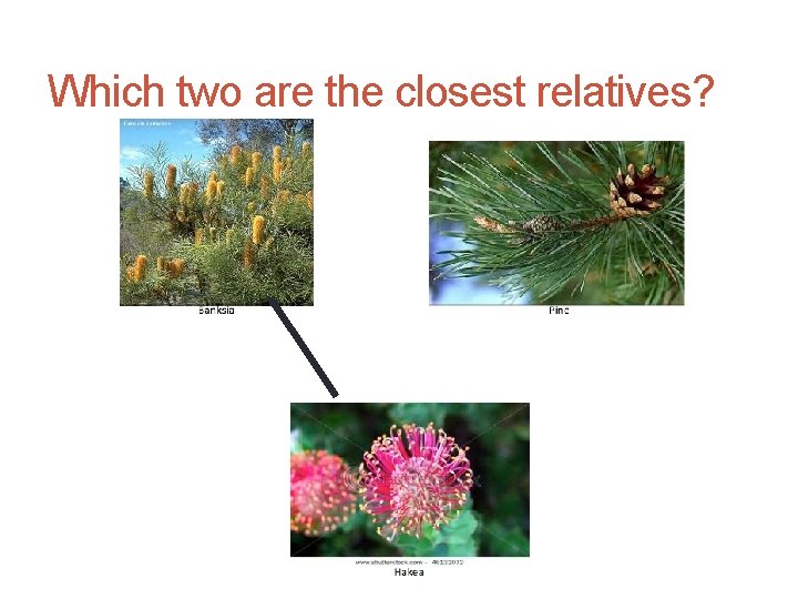 Which two are the closest relatives? 