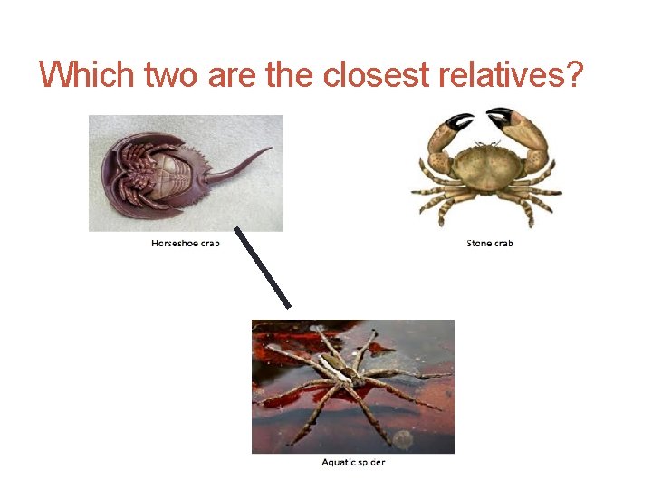 Which two are the closest relatives? 