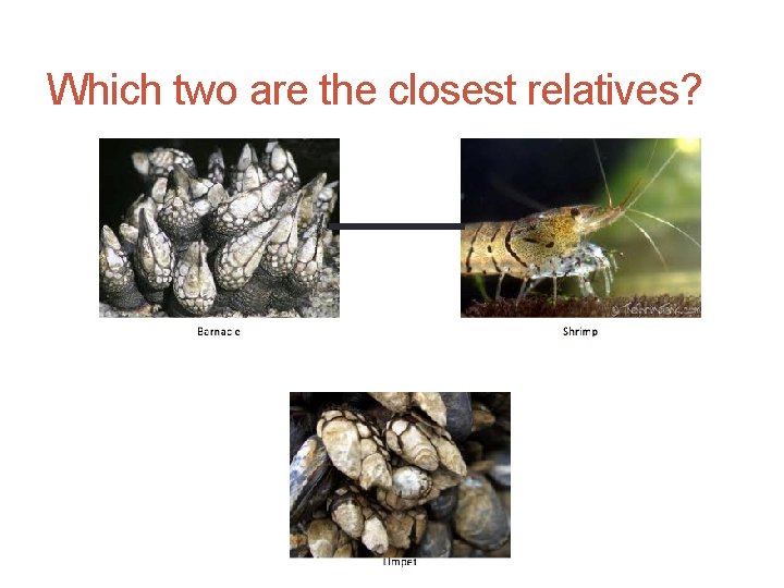 Which two are the closest relatives? 