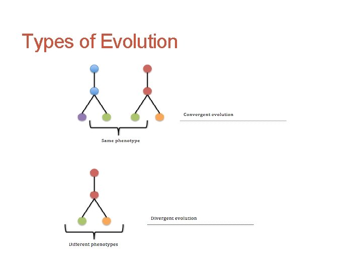 Types of Evolution 