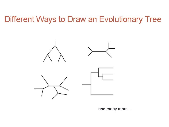 Different Ways to Draw an Evolutionary Tree and many more … 