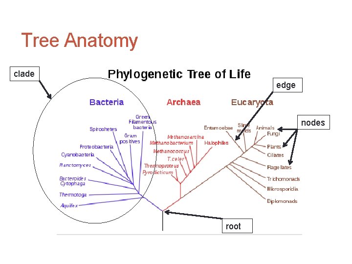 Tree Anatomy clade edge nodes root 