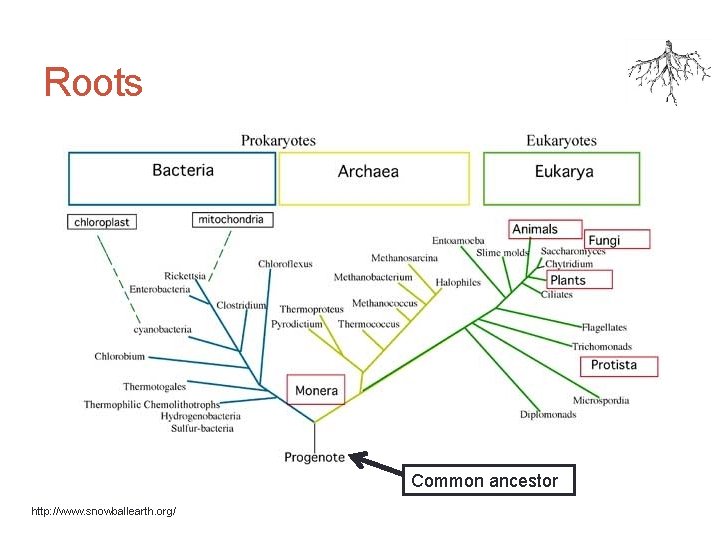 Roots Common ancestor http: //www. snowballearth. org/ 