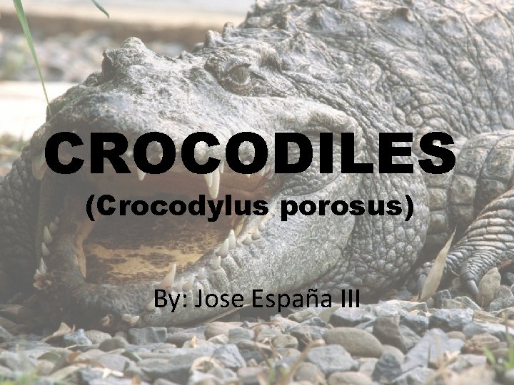 CROCODILES (Crocodylus porosus) By: Jose España III 