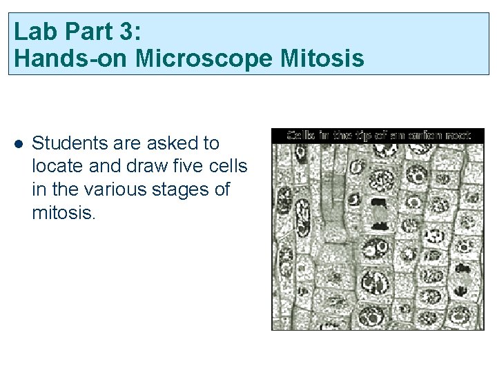 Lab Part 3: Hands-on Microscope Mitosis l Students are asked to locate and draw