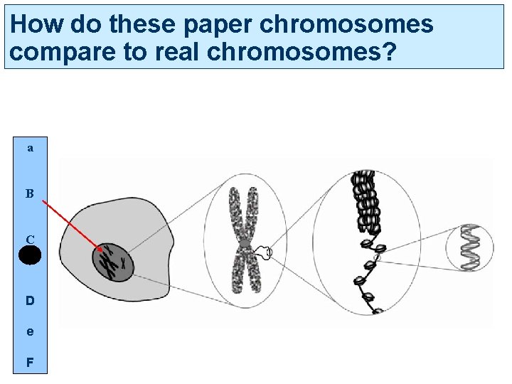 How do these paper chromosomes compare to real chromosomes? a B C D e