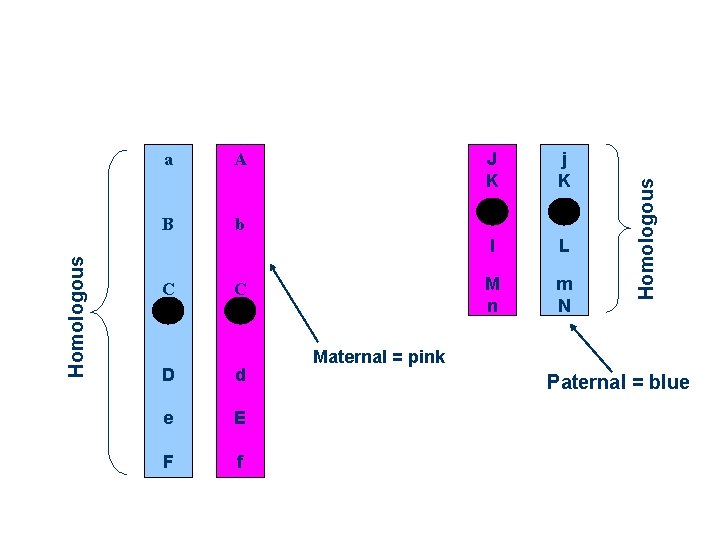 A B b C C D d e E F f J K j