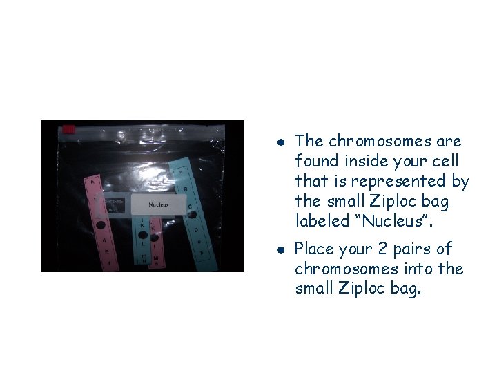 l l The chromosomes are found inside your cell that is represented by the