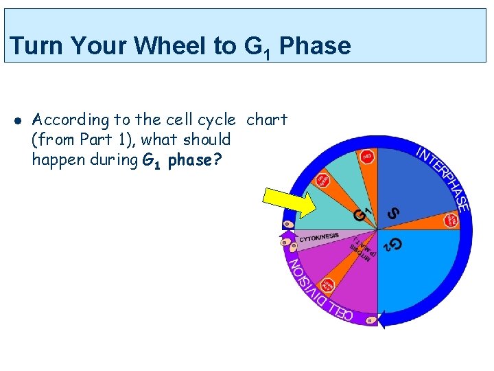 Turn Your Wheel to G 1 Phase l According to the cell cycle chart