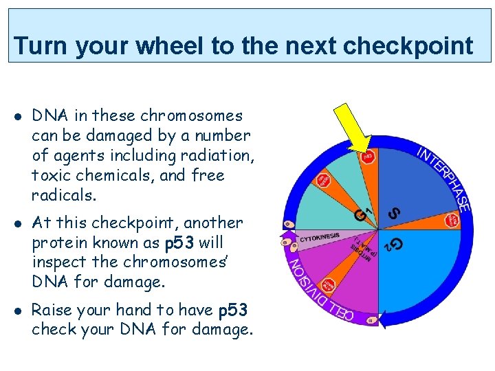 Turn your wheel to the next checkpoint l l l DNA in these chromosomes