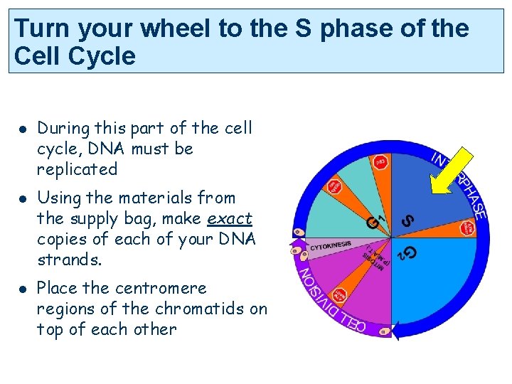 Turn your wheel to the S phase of the Cell Cycle l l l