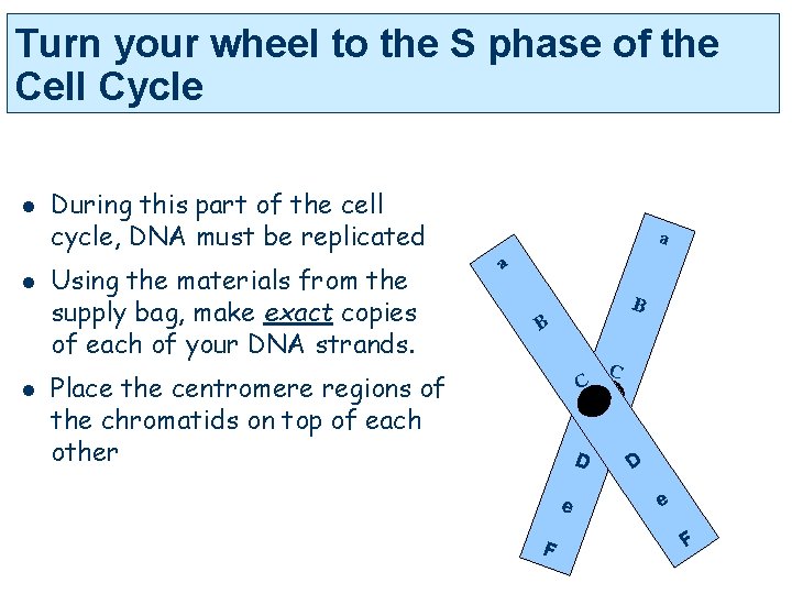 Turn your wheel to the S phase of the Cell Cycle l l l