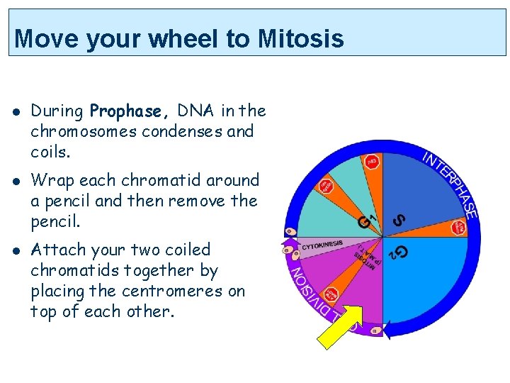 Move your wheel to Mitosis l l l During Prophase, DNA in the chromosomes