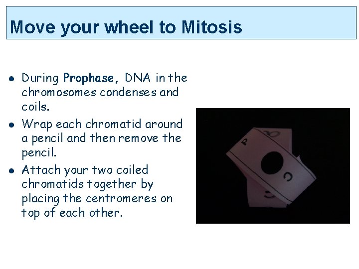 Move your wheel to Mitosis l l l During Prophase, DNA in the chromosomes