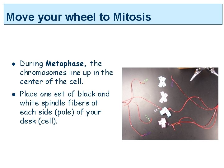 Move your wheel to Mitosis l l During Metaphase, the chromosomes line up in