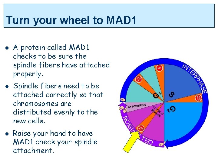 Turn your wheel to MAD 1 l l l A protein called MAD 1