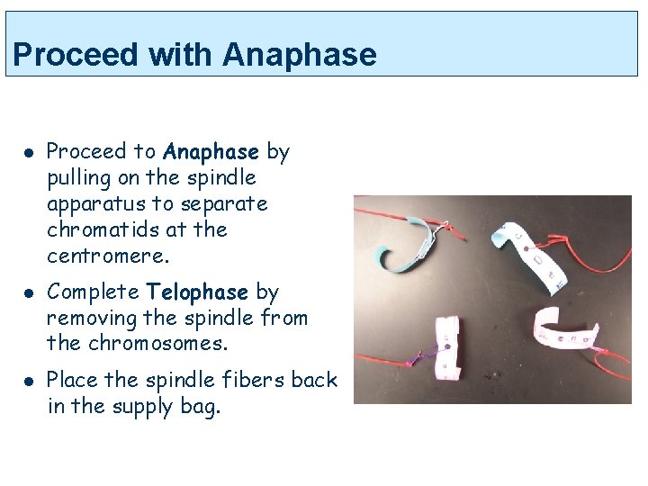 Proceed with Anaphase l l l Proceed to Anaphase by pulling on the spindle
