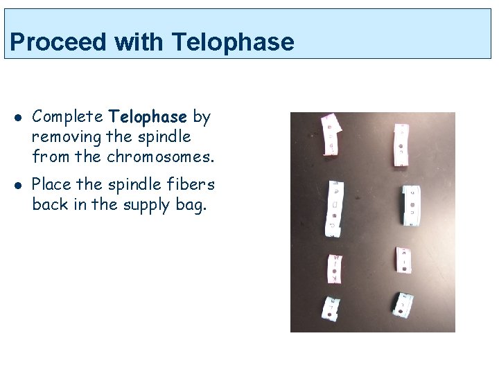 Proceed with Telophase l l Complete Telophase by removing the spindle from the chromosomes.