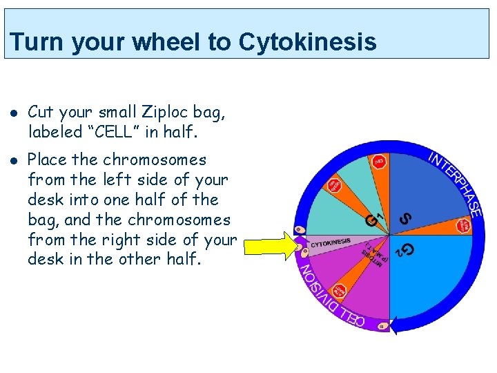 Turn your wheel to Cytokinesis l l Cut your small Ziploc bag, labeled “CELL”