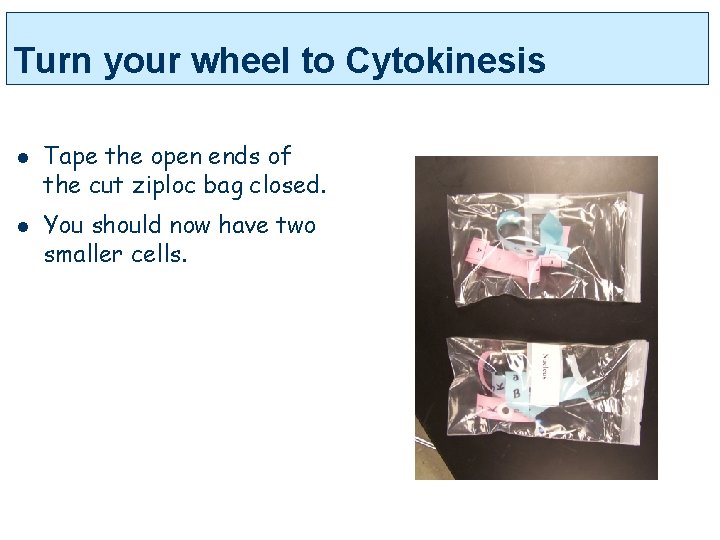 Turn your wheel to Cytokinesis l l Tape the open ends of the cut