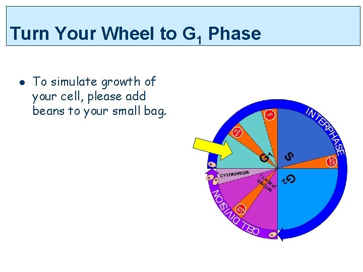 Turn Your Wheel to G 1 Phase l To simulate growth of your cell,