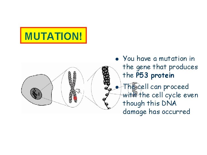 MUTATION! l l You have a mutation in the gene that produces the P