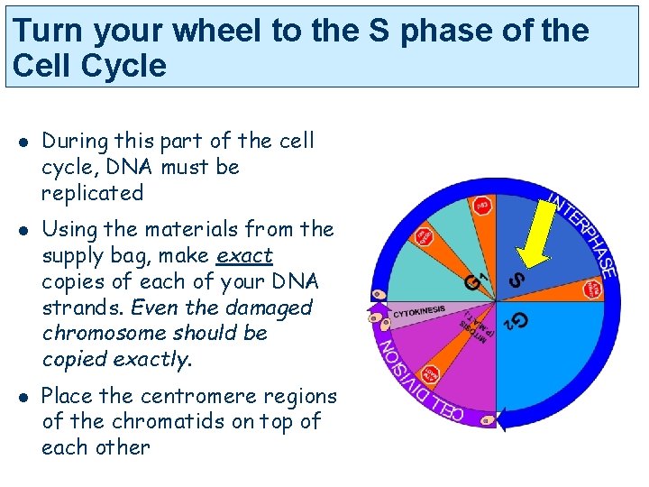 Turn your wheel to the S phase of the Cell Cycle l l l