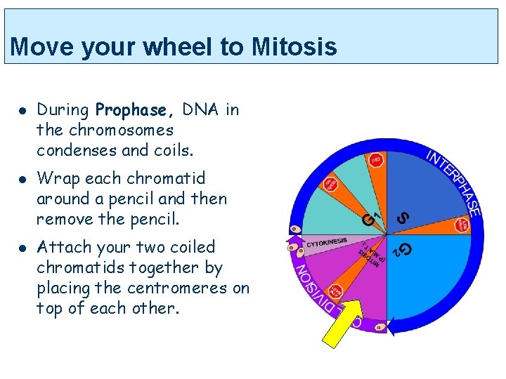 Move your wheel to Mitosis l l l During Prophase, DNA in the chromosomes
