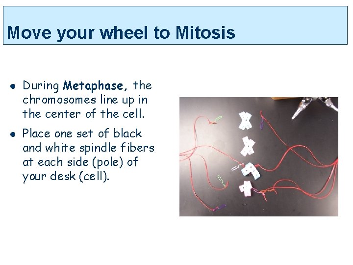 Move your wheel to Mitosis l l During Metaphase, the chromosomes line up in