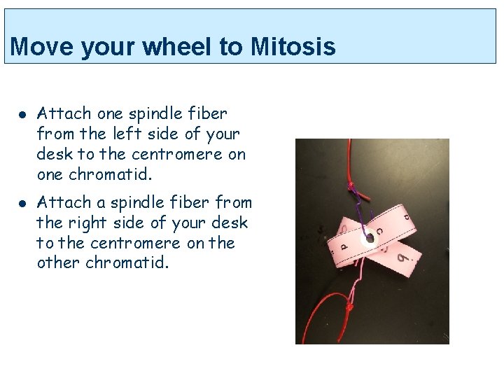 Move your wheel to Mitosis l l Attach one spindle fiber from the left