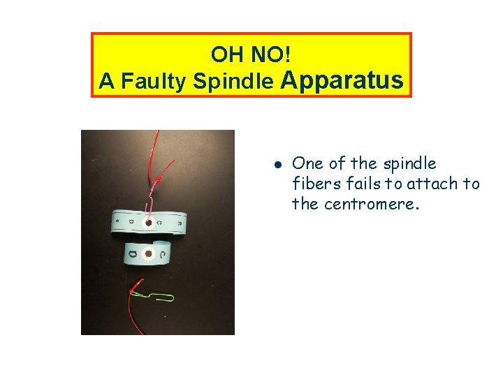 OH NO! A Faulty Spindle Apparatus l One of the spindle fibers fails to