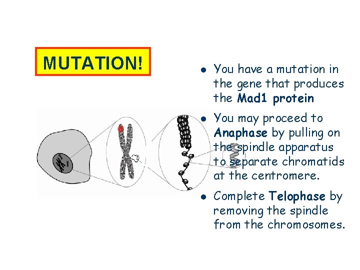 MUTATION! l l l You have a mutation in the gene that produces the