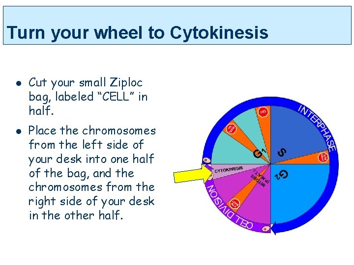 Turn your wheel to Cytokinesis l l Cut your small Ziploc bag, labeled “CELL”