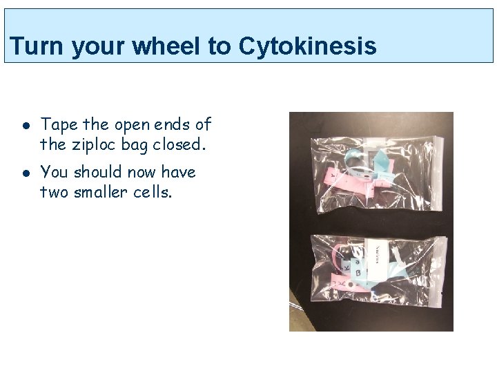 Turn your wheel to Cytokinesis l l Tape the open ends of the ziploc