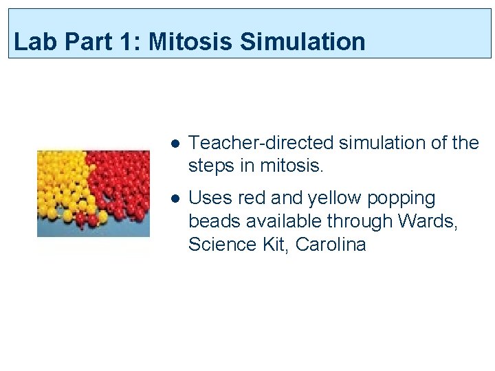 Lab Part 1: Mitosis Simulation l Teacher-directed simulation of the steps in mitosis. l