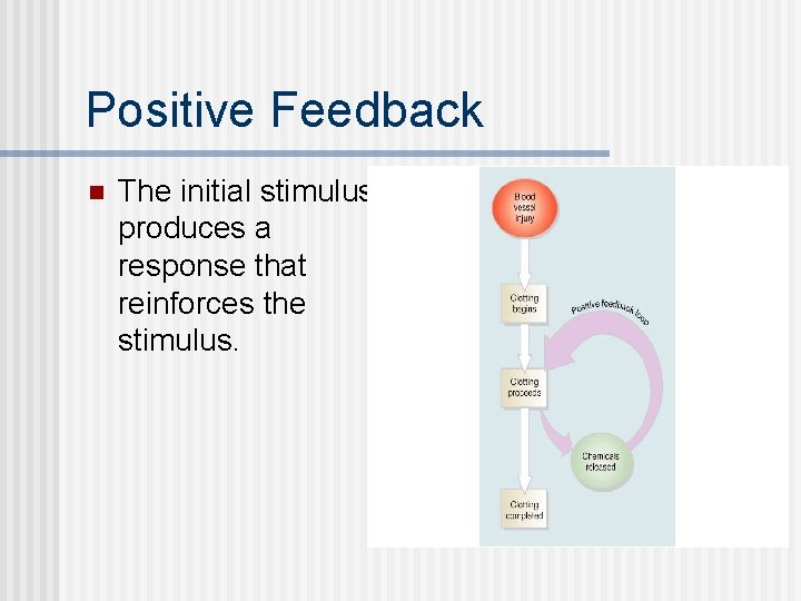 Positive Feedback n The initial stimulus produces a response that reinforces the stimulus. 