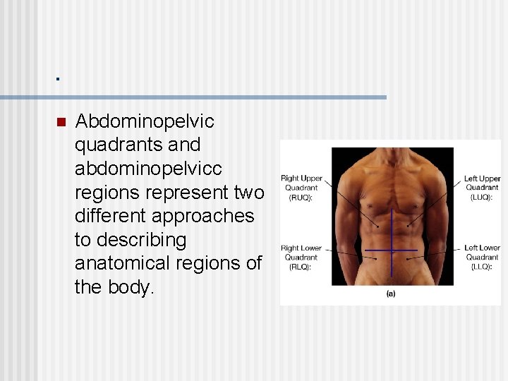 . n Abdominopelvic quadrants and abdominopelvicc regions represent two different approaches to describing anatomical