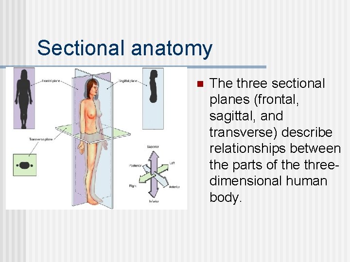 Sectional anatomy n The three sectional planes (frontal, sagittal, and transverse) describe relationships between