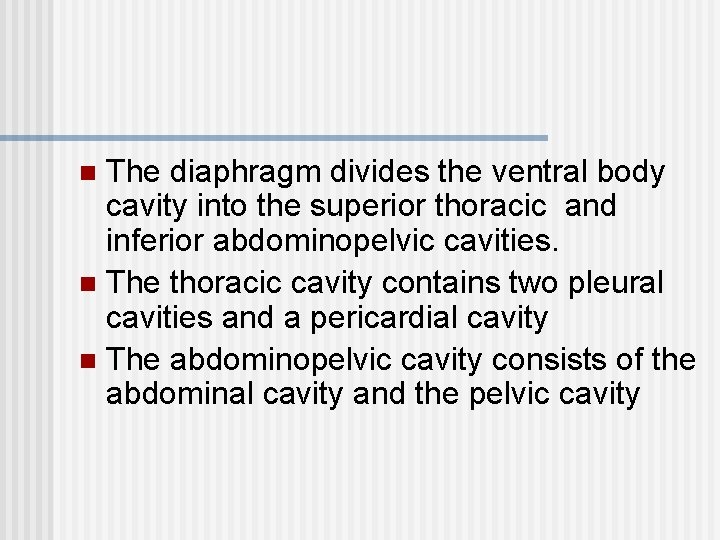 The diaphragm divides the ventral body cavity into the superior thoracic and inferior abdominopelvic