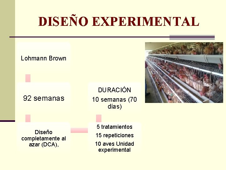 DISEÑO EXPERIMENTAL Lohmann Brown 92 semanas Diseño completamente al azar (DCA), DURACIÓN 10 semanas