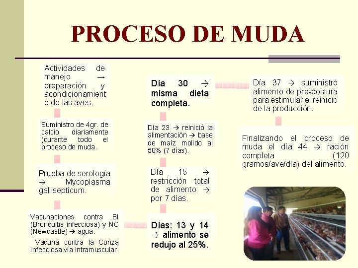 PROCESO DE MUDA Actividades de manejo → preparación y acondicionamient o de las aves.
