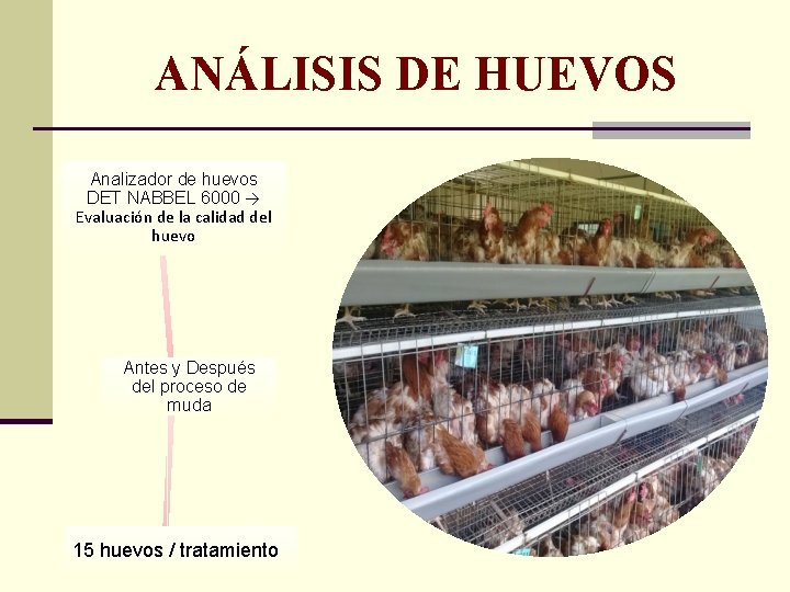 ANÁLISIS DE HUEVOS Analizador de huevos DET NABBEL 6000 → Evaluación de la calidad