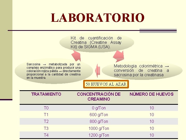 LABORATORIO Kit de cuantificación de Creatina (Creatine Assay Kit) de SIGMA (USA). Sarcosina →