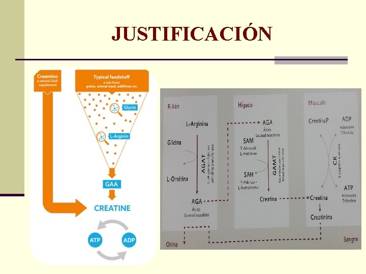 JUSTIFICACIÓN 