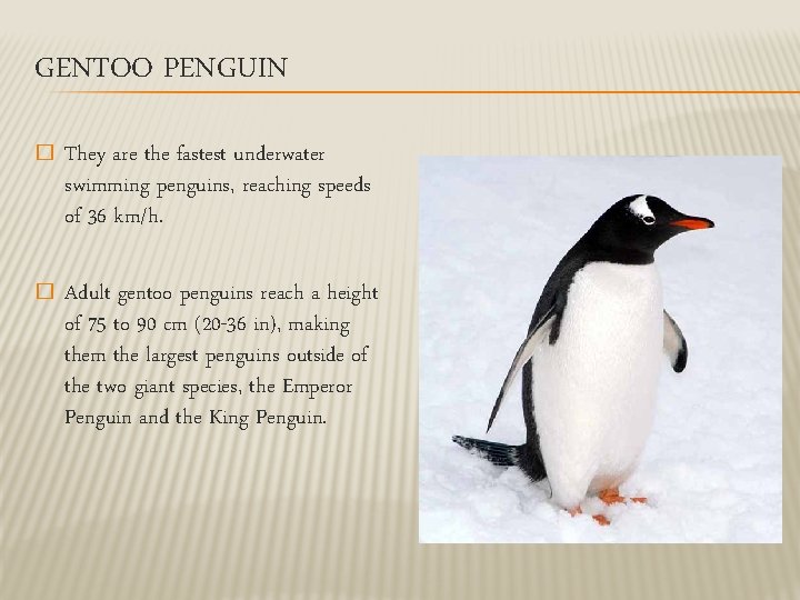 GENTOO PENGUIN � They are the fastest underwater swimming penguins, reaching speeds of 36