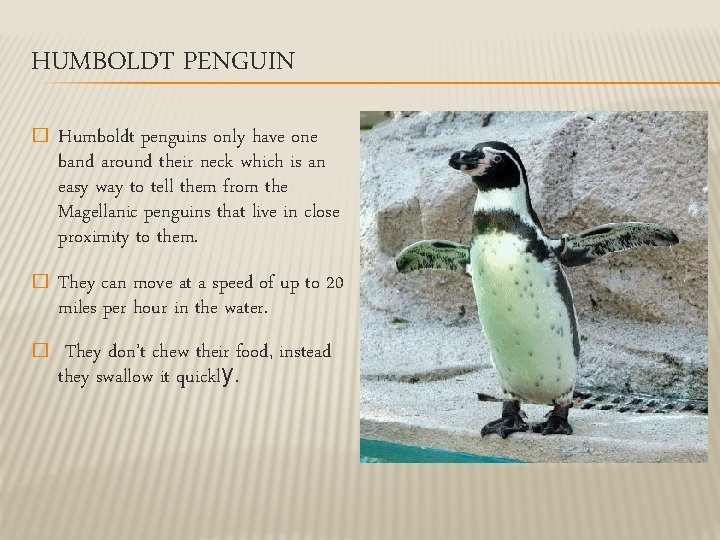 HUMBOLDT PENGUIN � Humboldt penguins only have one band around their neck which is