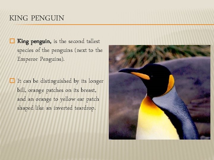 KING PENGUIN � King penguin, is the second tallest species of the penguins (next